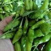 Ớt xiêm hữu cơ tươi ngon